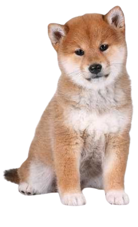 Shiba Inu : un chien à la fois fidèle et indépendant !