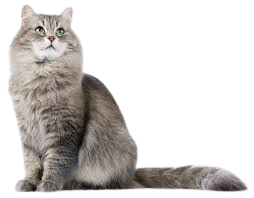 fluffy cat png - Google Search