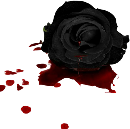 blood roses png - Google Search