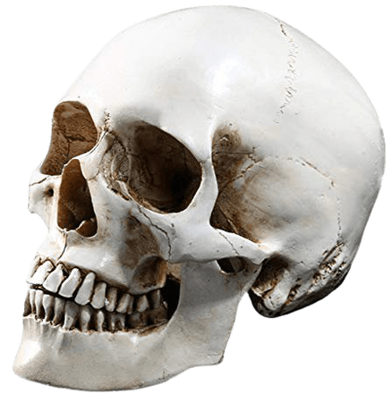 Tinksky Lifesize Human Skull Skeleton Model Replica Resin Medical Anatomical Tracing Medical Teaching Skeleton Halloween Decoration Statue: Amazon.co.uk: Kitchen & Home