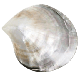 Violeta BY MANGO Seashell brooch