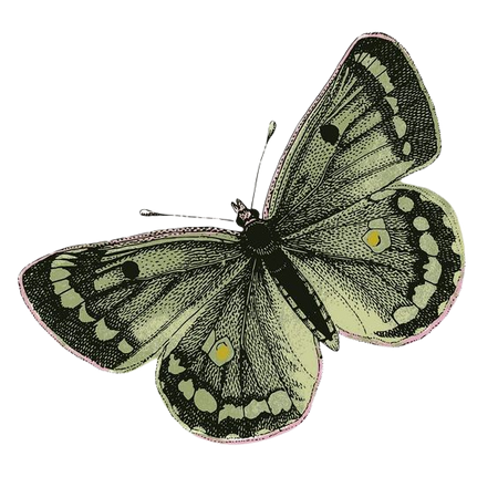 green butterfly scrapbook