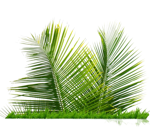 Coconut Leaf Png Erva Png, Animated Grass, A Arte De Folha De Coqueiro, Blind Vidro Png Arquivo PNG e PSD para download gratuito