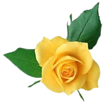 yellow roses png - Google Search