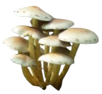 brown white mushroom png filler