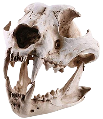 Dog Skull Taxidermy Supplies Art Bone Medicine Home Decor: Amazon.ca: Home & Kitchen