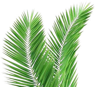 palm-leaf-art-mesmerizing-palm-leaf-art-images-best-inspiration-home-design-tropical-art-prints-drawn-mint-palm-branch-artificial-palm-leaf-for-sale.jpg (354×354)