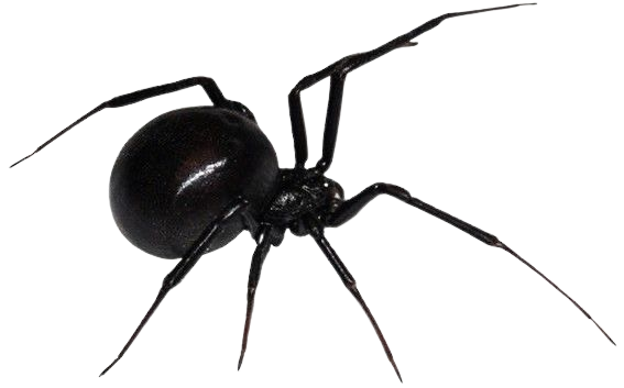 black spider | etsy