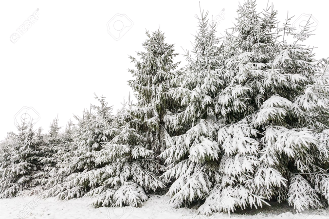Evergreen Pine Trees Covered With Snow In Winter With A White Sky As Background Stock Photo, Picture And Royalty Free Image. Image 15844699.