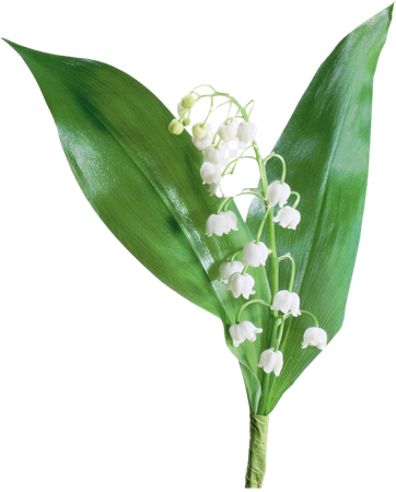 lily of the valley no background - Google Search