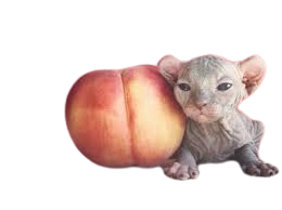 Peach Fuzz Cat