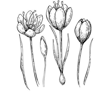crocus flower line drawings - Google Search