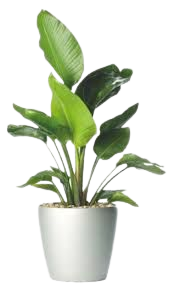 picsart artificial potted plants - Google Search