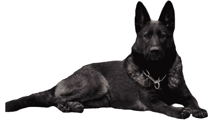 black dog German Shepard hound