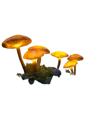 fairy mushroom