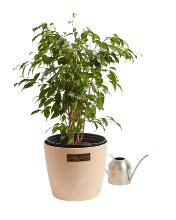 Lively Root Eco Pot