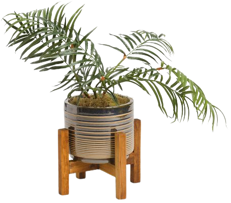 Areca Transparent Lines Plant In Pot - Living Room - T.J.Maxx