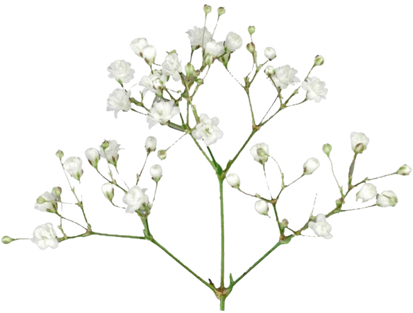 Baby's Breath Flowers Png Free Pic - Baby's Breath Flower Png Free PNG Images & Clipart Download #29544 - Sccpre.Cat