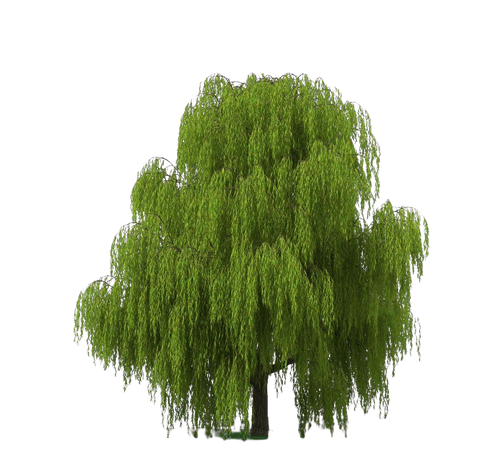 Willow Tree 3D model - Plants on Hum3D