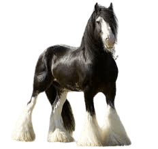 Shire horse - Google Search
