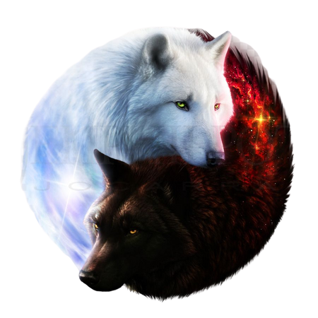 Yin Yang png download - 1600*1600 - Free Transparent Gray Wolf png Download. - CleanPNG / KissPNG
