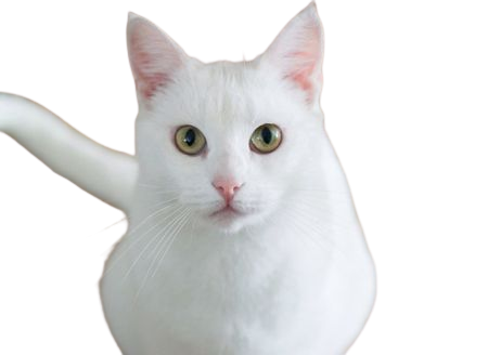 white cat - Google Search