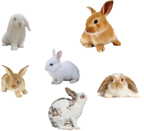 bunnies 🐰🐰🐰🐰