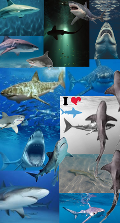 shark collage