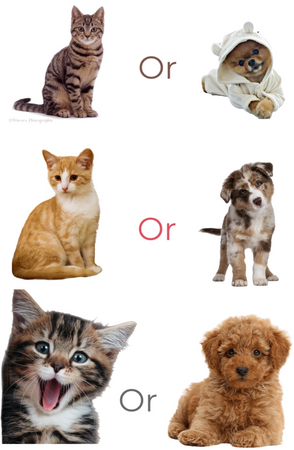 cat or dogs ? 🐕 🐶
