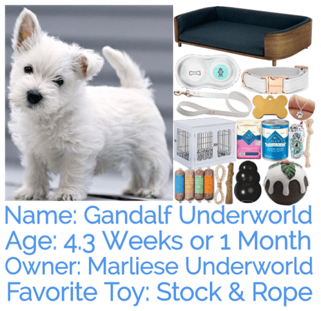 Gandalf Underworld ~ Descendants Dog Items