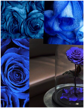 💙 Blue roses 💙
