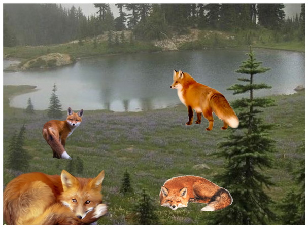 foxes therian