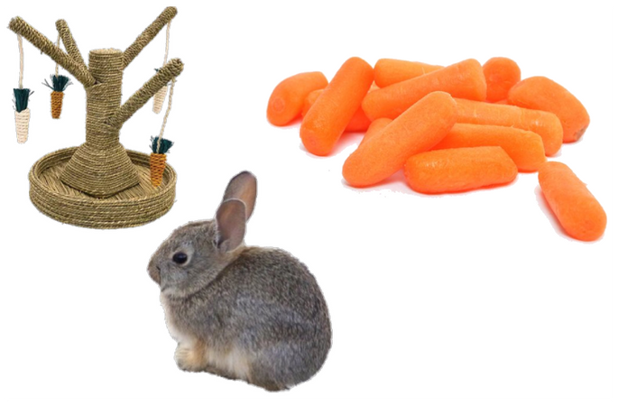 what you need to care for a bunny