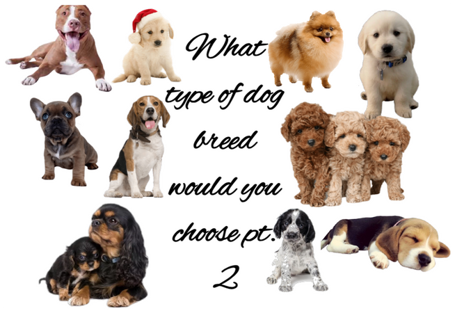 What type of dog breed would you have pt. 2