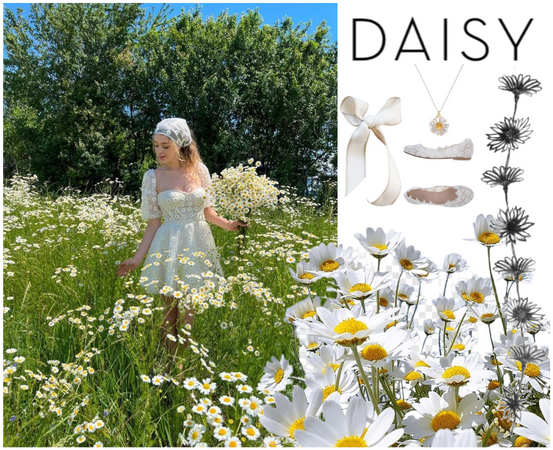 Daisy Dreams
