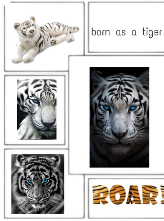 Born As A Tiger!