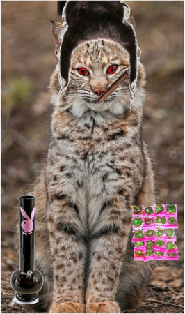 stoner bobcat