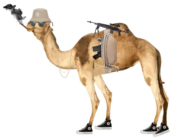 Sexy camel