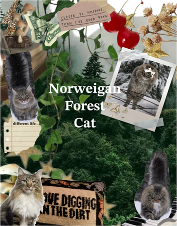 Norwegian foreet cat
