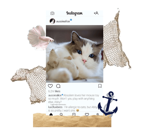AussiAlice Instagram Update: Absolem the Cat