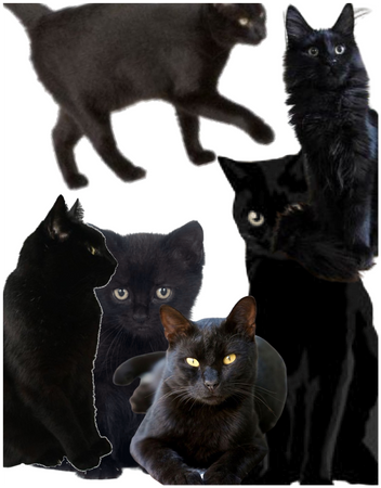 Black cats matter