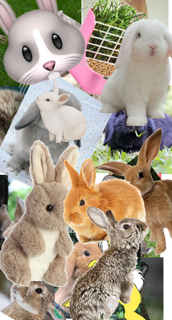 rabbit journal