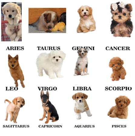 Zodiac sign dogs