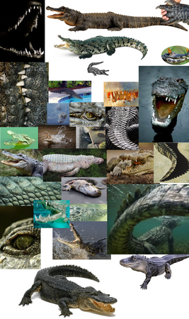 Crocodile & Alligator