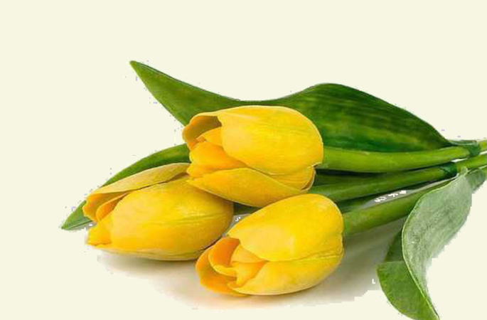 yellow rulip