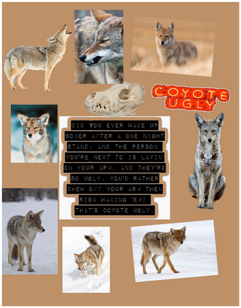 Coyote girl😁