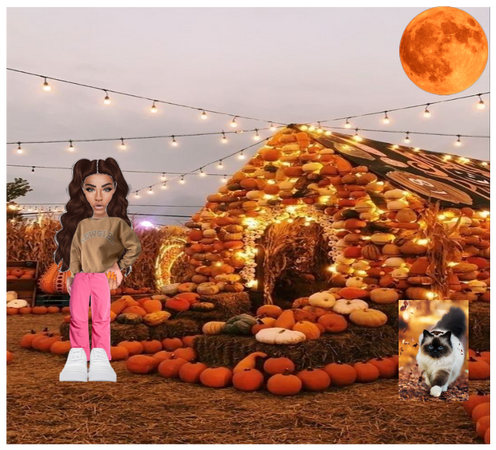 time for pumpkin patch