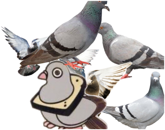 Pigeons!!!