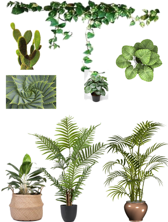 les plantes 🪴