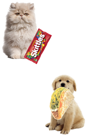 dog that loves tacos and cat that loves Skittles